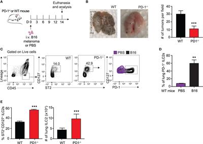 PD-1 Blockade on Tumor Microenvironment-Resident ILC2s Promotes TNF-α Production and Restricts Progression of Metastatic Melanoma